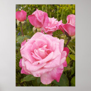 Pink Rose Roses Floral Flower Garden Poster