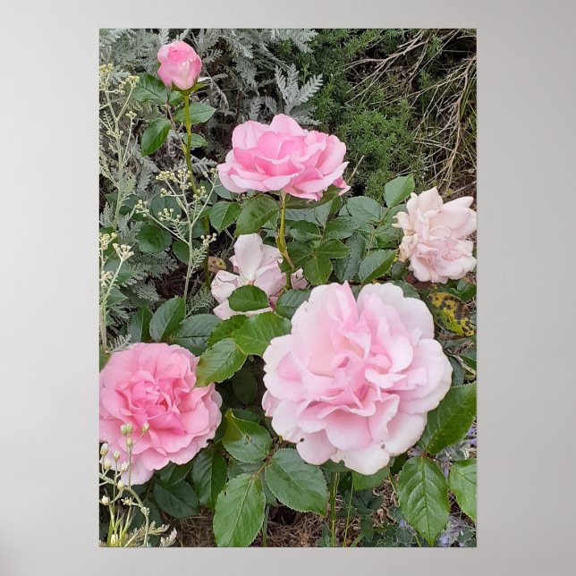 Pink Rose Roses Flower Floral Garden Radox Bouquet Poster (Front)