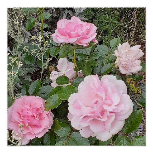 Pink Rose Roses Flower Floral Garden Radox Bouquet Poster (Front)