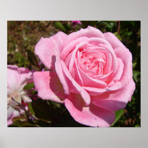 Pink Rose Roses Spring Flower Garden Poster