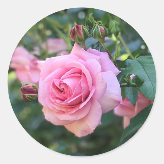 Pink Rose Round Stickers (Front)