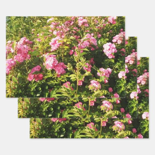 Pink Rose Secret Garden  Wrapping Paper Sheets