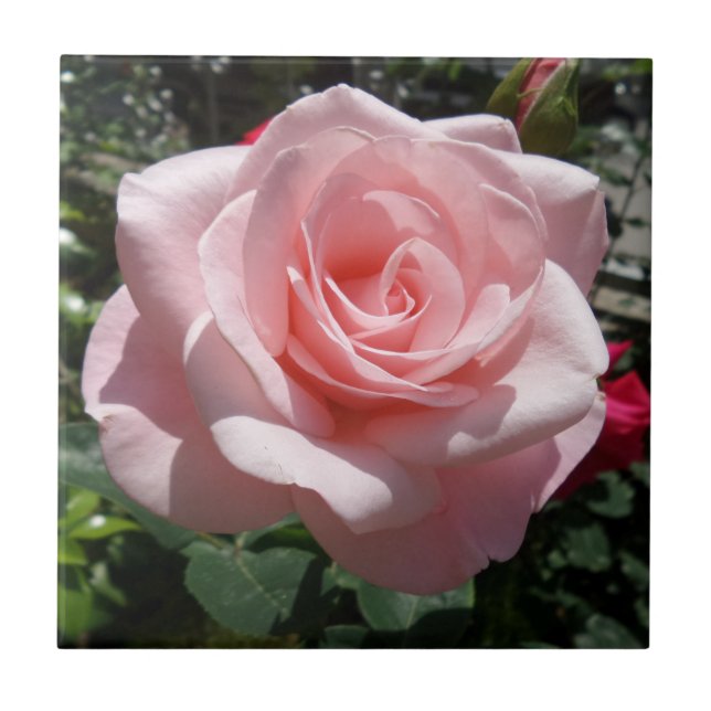 Pink Rose Small (4.25" x 4.25") Ceramic Photo Tile (Front)
