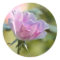 Pink Rose Sticker