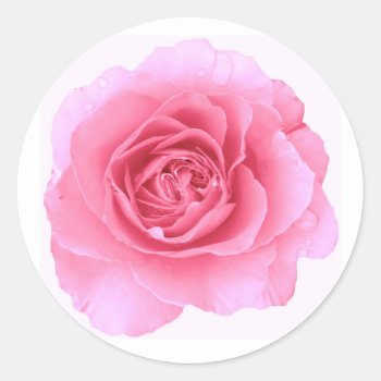 Pink Rose Sticker by ggbythebay at Zazzle