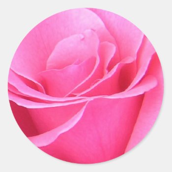 Pink Rose Sticker by RossiCards at Zazzle
