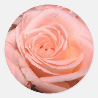 Pink Rose Sticker