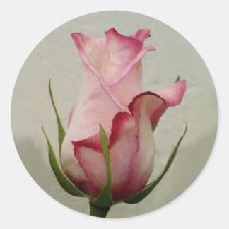 Pink rose sticker