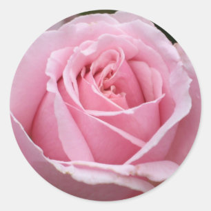 Pink Rose Sticker