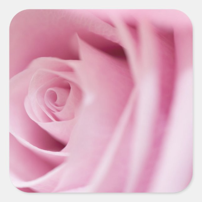 Pink Rose Sticker and Envelope Seal (Front)