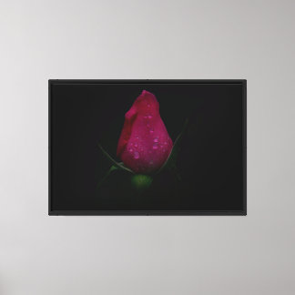 Pink Rose Stretched Canvas Print