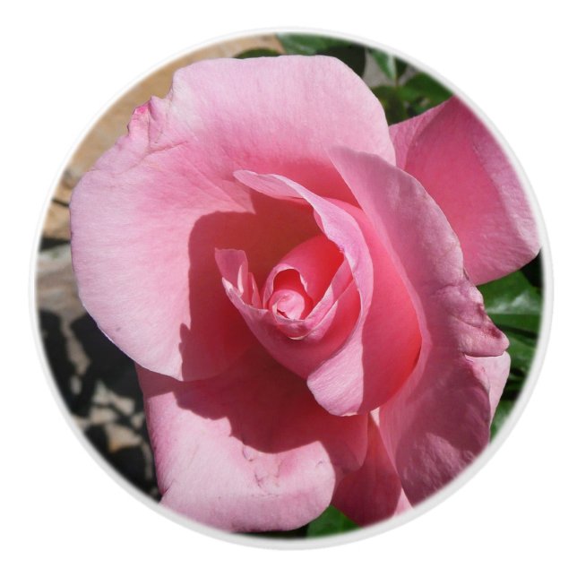 Pink Rose Sunny Garden Floral Ceramic Knob (Front)