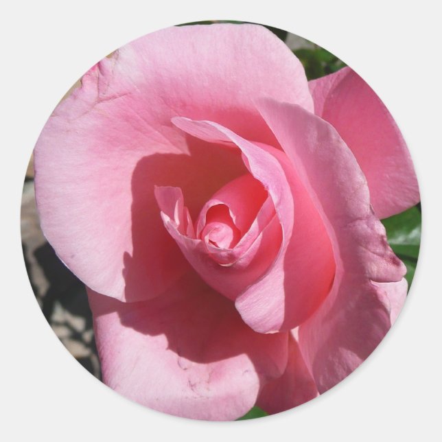 Pink Rose Sunny Garden Floral Classic Round Sticker (Front)