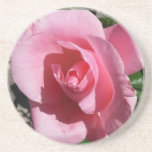 Pink Rose Sunny Garden Floral Drink Coaster