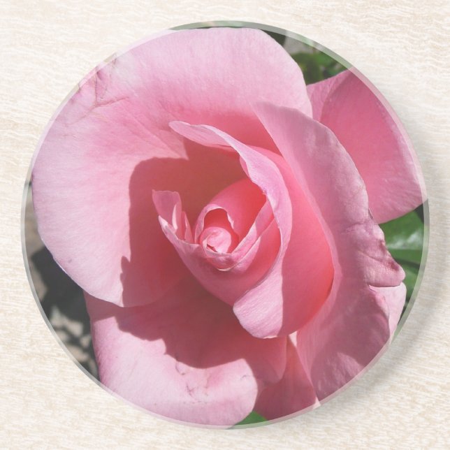 Pink Rose Sunny Garden Floral Drink Coaster (Front)