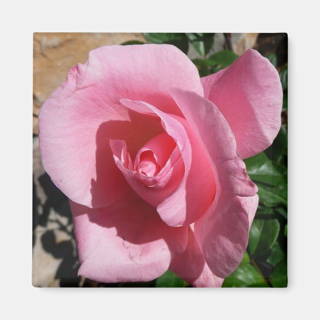 Pink Rose Sunny Garden Floral Magnet (Front)