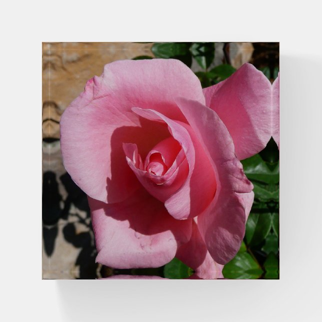 Pink Rose Sunny Garden Floral Paperweight (Front)