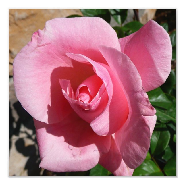 Pink Rose Sunny Garden Floral Photo Print (Front)