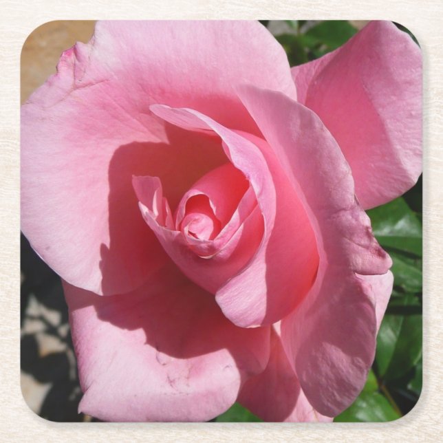 Pink Rose Sunny Garden Floral Square Paper Coaster (Front)