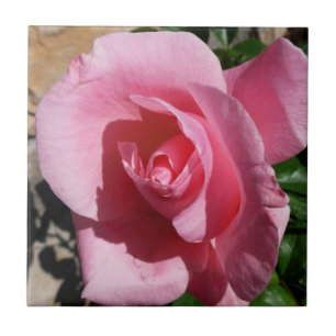 Pink Rose Sunny Garden Floral Tile