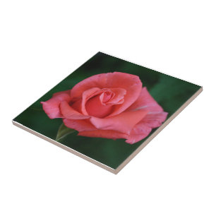 Pink Rose Tile