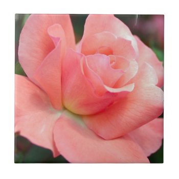 Pink Rose  Tile by PerennialGardens at Zazzle