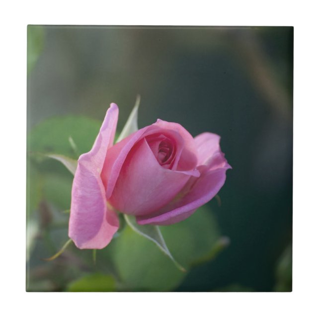 Pink Rose Tile (Front)