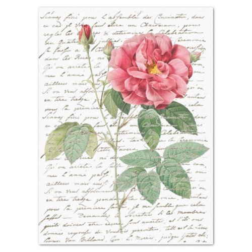 Pink Rose Vintage French Script Gold Lg Decoupage  Tissue Paper
