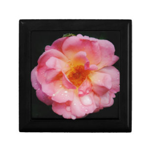 Pink Rose w/ Dew Drops Black Background Gift Box