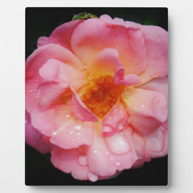 Pink Rose w/ Dew Drops Black Background Plaque (Front)