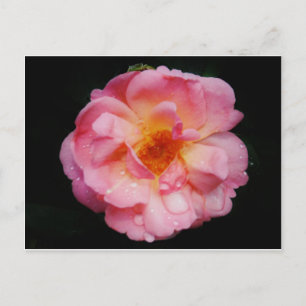 Pink Rose w/ Dew Drops Black Background Postcard