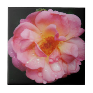 Pink Rose w/ Dew Drops Black Background Tile