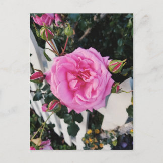 Pink rose white fence postcard