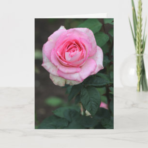 Pink Rose White Greeting Card