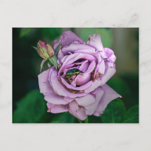 Pink Rose with a Green Beatle Postcard