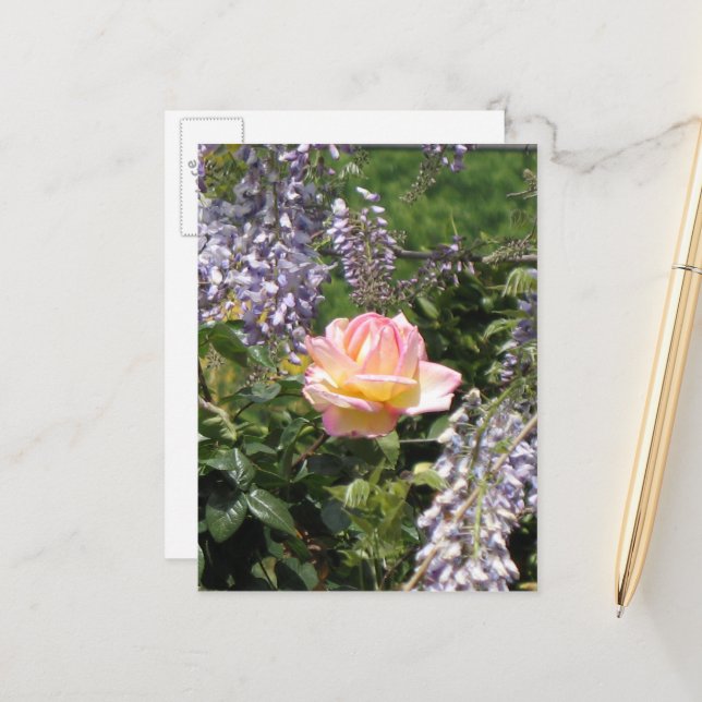 Pink Rose with Purple Wisteria Postcard (Front/Back In Situ)