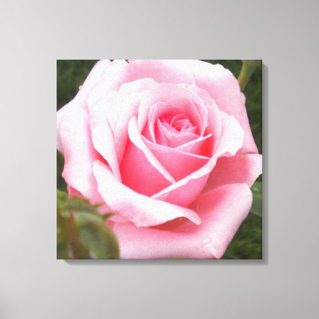 Pink Rose Wrapped Canvas Print (Front)