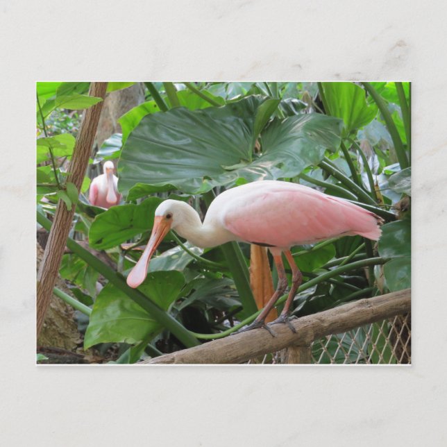 Pink Roseate Spoonbill Bird Postcard (Front)