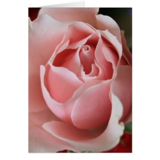 Pink Rosebud Cards (Front)