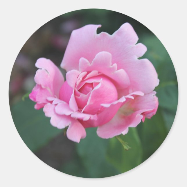 Pink Rosebud Classic Round Sticker (Front)