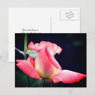 Pink Rosebud Delight Flower Photography Postcard
