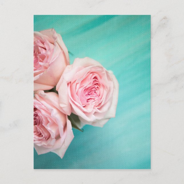 Pink roses and teal background postcard (Front)