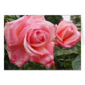 Pink roses, Belfast Botanic Garden, NI (Front Horizontal)