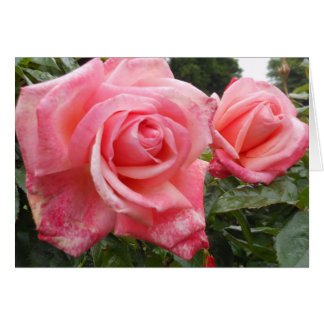 Pink roses, Belfast Botanic Garden, NI Cards