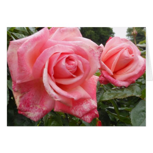 Pink roses, Belfast Botanic Garden, NI Cards (Front Horizontal)