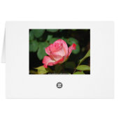 Pink Roses Card (Back Horizontal)