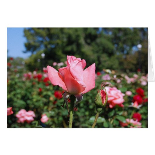 Pink Roses Card (Front Horizontal)
