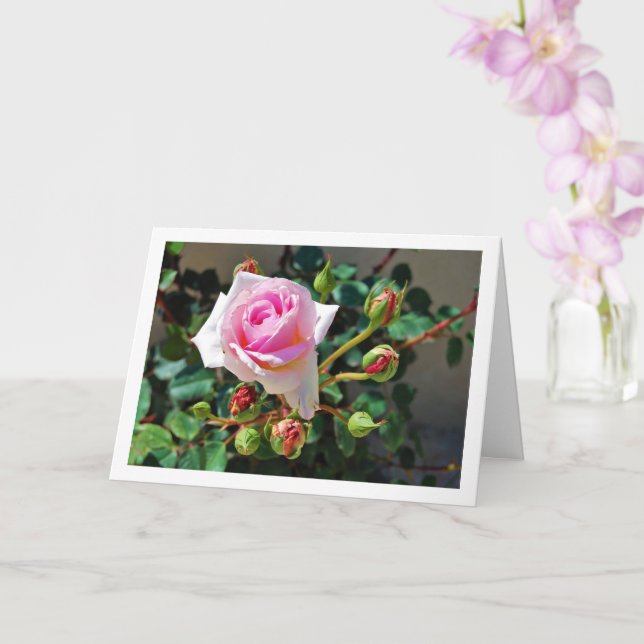 Pink Roses Card (Orchid)