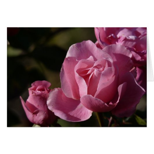 pink roses cards (Front Horizontal)