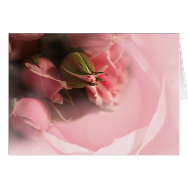 Pink Roses Cards (Front Horizontal)